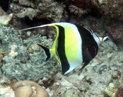 Moorish Idol at Filitheyo, Maldives. Taken while snorkeli... by Francesco Cavallaro 
